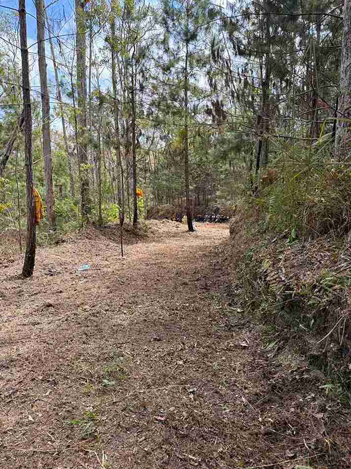 Reforestación